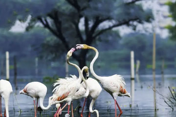 Golden Triangle Packages