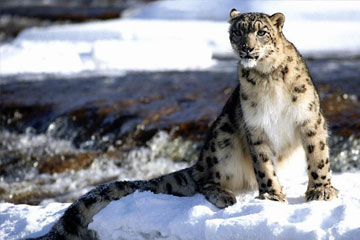 Ladakh Tour Packages