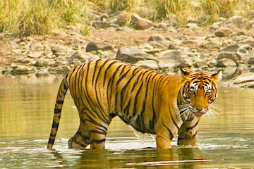 Rajasthan Tour Packages