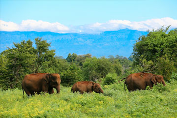 Srilanka Tour Packages